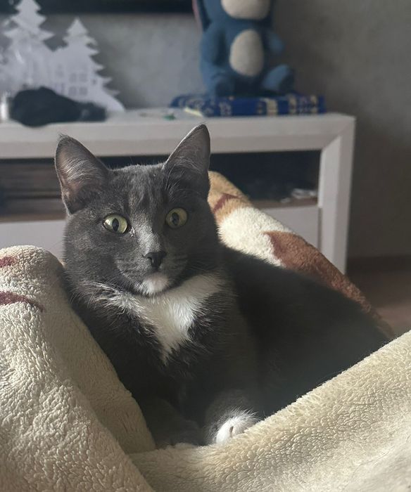 Отдам котенка в хорошие ДОБРЫЕ руки