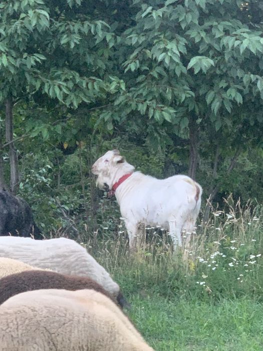 Țap de vanzare in varsta de 2 ani