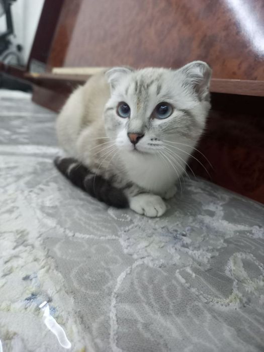 зотдор мушикча сотилади