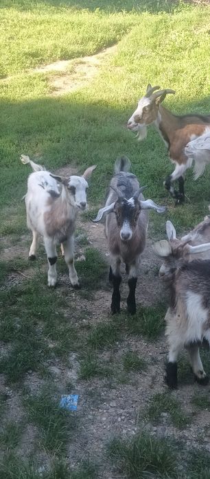 Vand capre si ieduțe