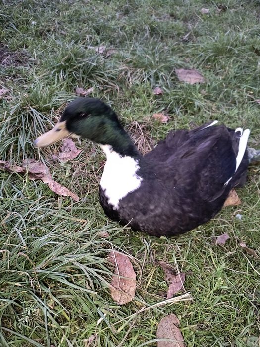 Vând rățoi și rata tinere