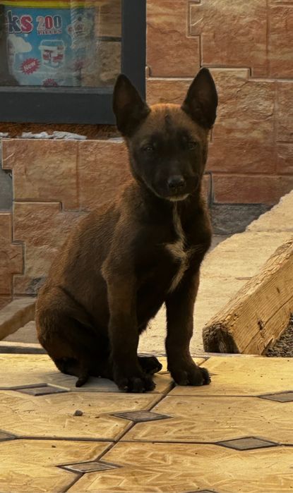 Бельгийская овчарка малнуа