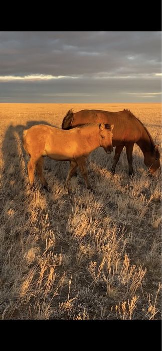 Тұқымдыққа мұғалжар жабағы сатылады