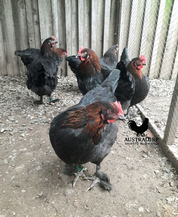 Ouă pt incubat Marans Negru Arămiu