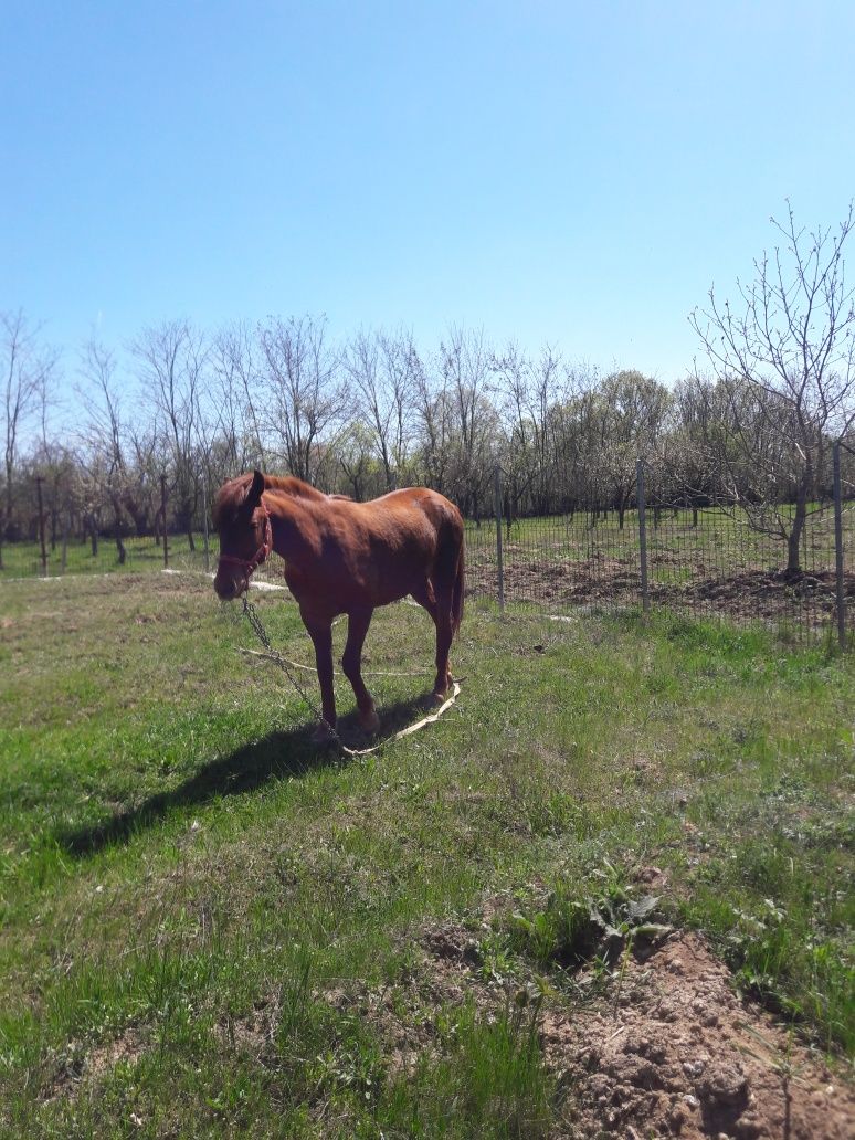 Iapă de vanzare .