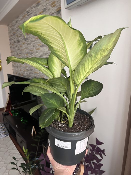 Диффенбахия домашний цветок