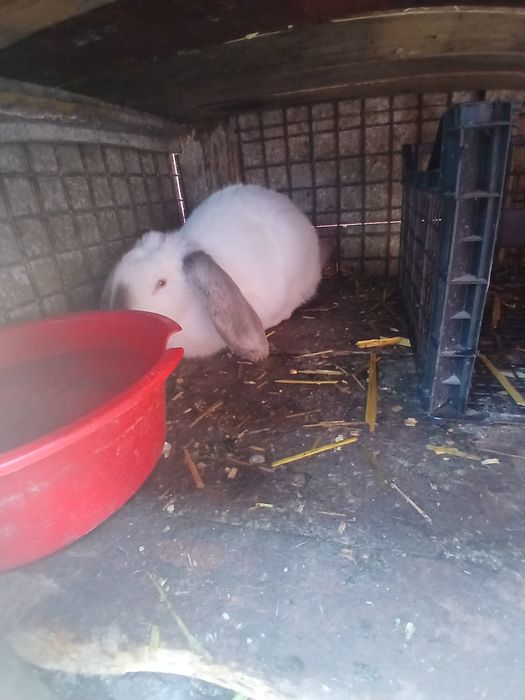 Schimb pereche berbec german pe gaini și rate