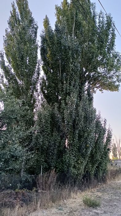 Осина, Серебристый тополь продам
