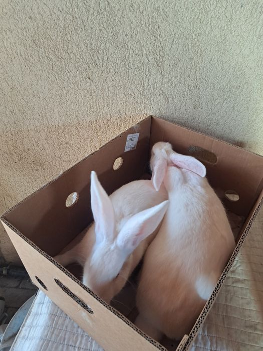 Femele hycole francez 5 luni