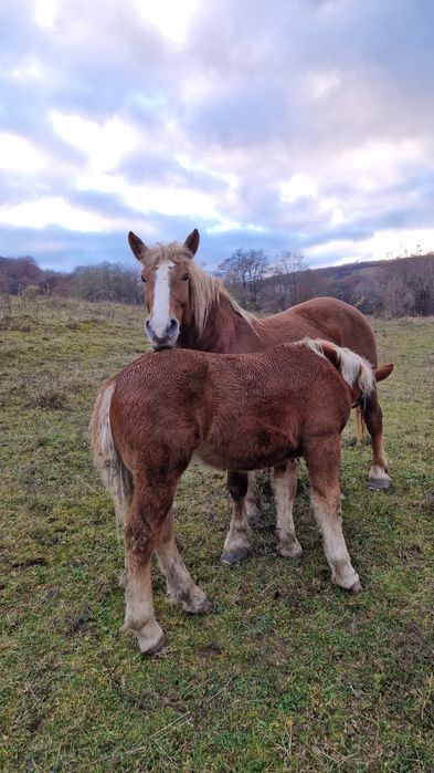 Mânz metis Ardenez/Breton