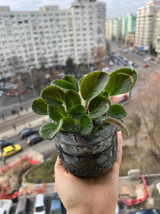 Violete de Parma batuta - „Violeta africana” - Saintpaulia