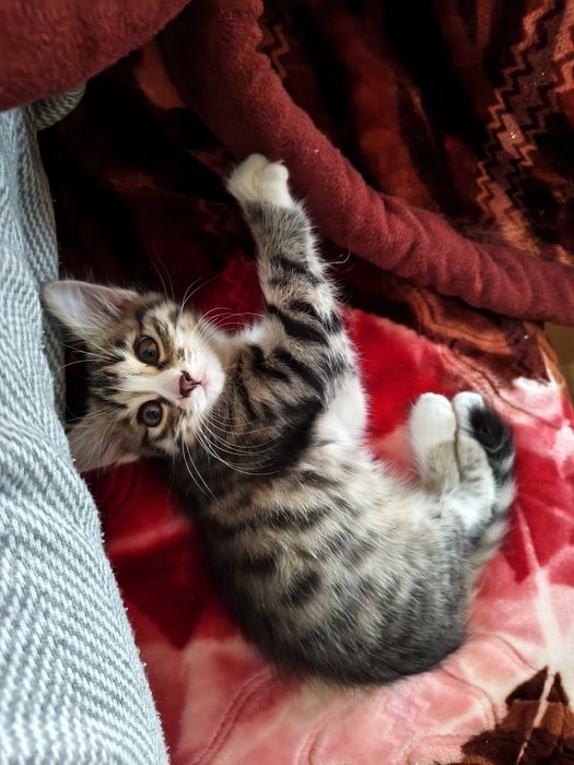 Котенок девочка 2месяца активная домашняя