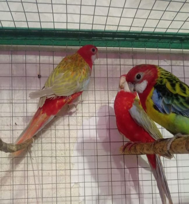 Золотая рыбка продаёт гранатовые разеллы