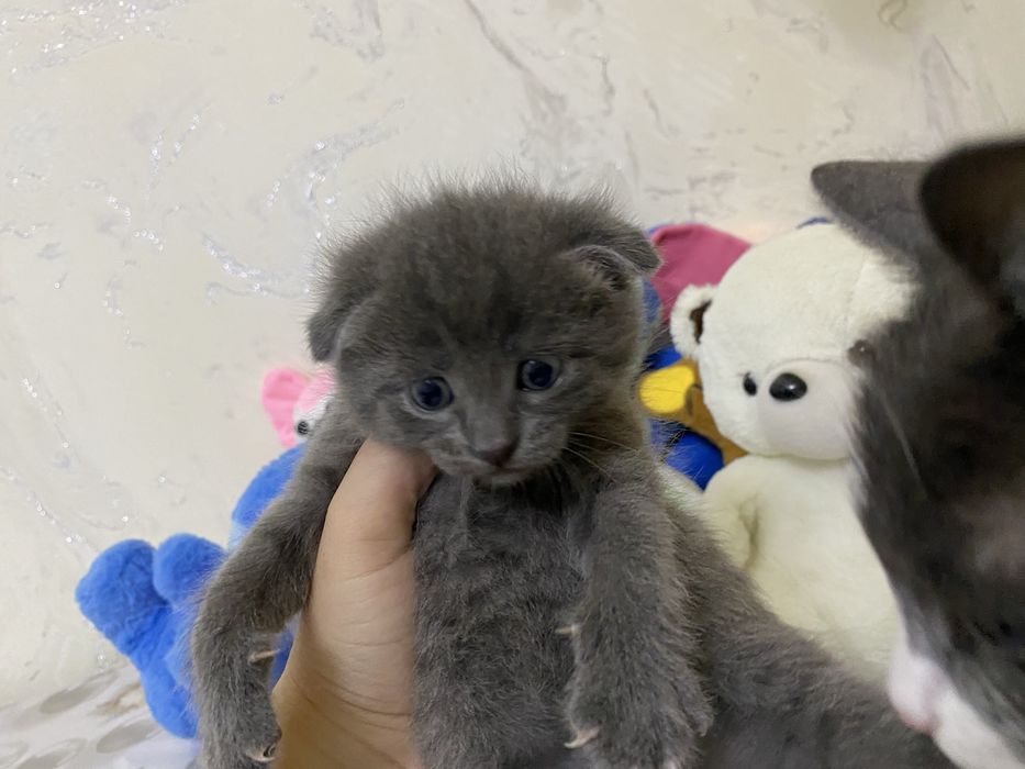 Мушукчалар сотилади вислоухий породали британский