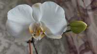 Орхидея белого цвета