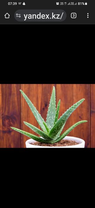 Кувшинки (семена )Алоэ вера, каланхоэ.