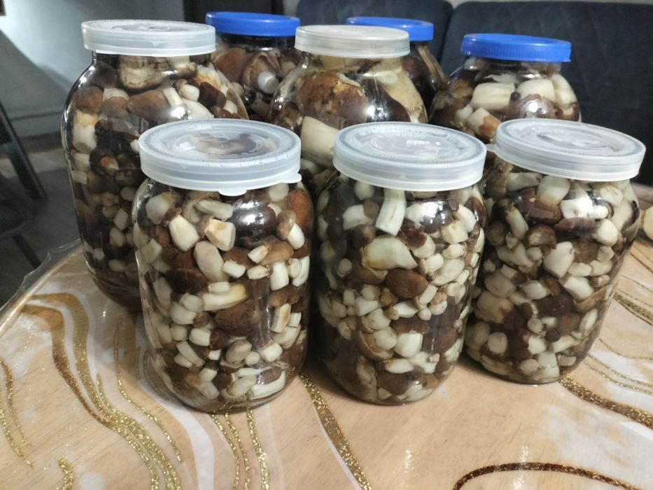 Грибы "Подтопольники"