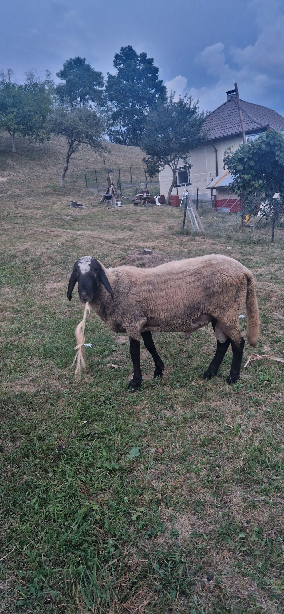 Vând berbec carabas și 2 oi bune de lapte