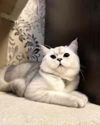 Британский опытный кот, окрас шиншила серебро, ждет невесть для вязки!