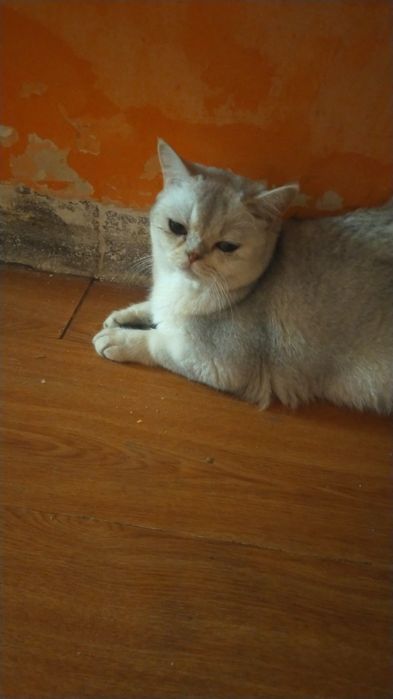 Отдам в хорошие руки кота