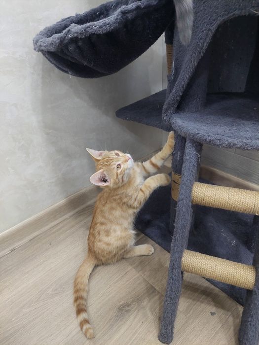 Котенок мальчик Ташкент
