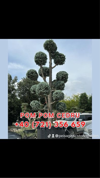 Brazi tuia maslini palmieri pohtinia bosai spirale magnoli arțari etc