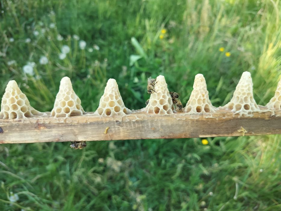 Matci imperecheate Buckfast