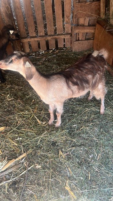 Vând ieduțe metisate cu anglo nubian