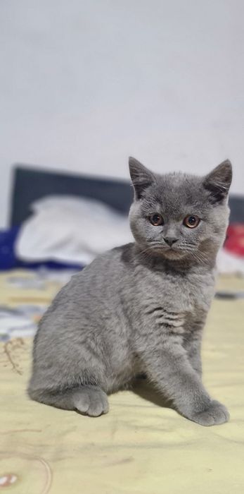 Pisica British shortair