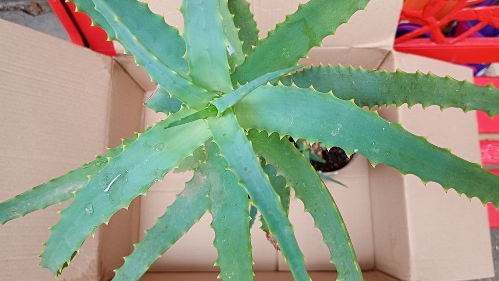aloe vera de 7 ani