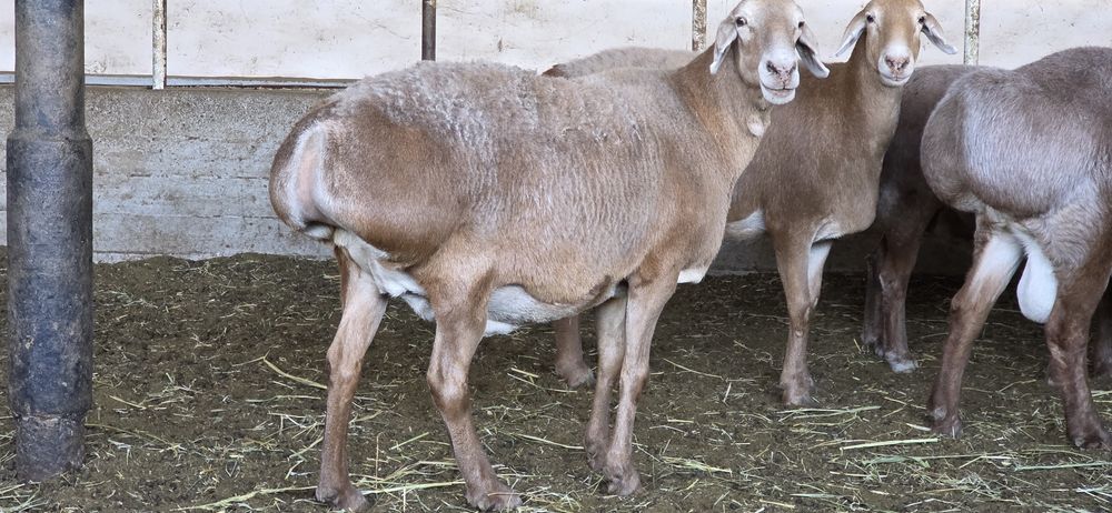 3 - qoringa bo'g'oz xudo xoxlasa