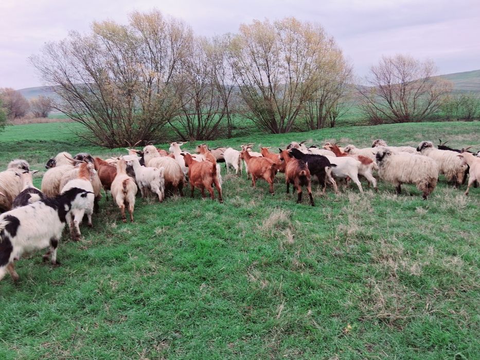 Vând 50 de capre gestante