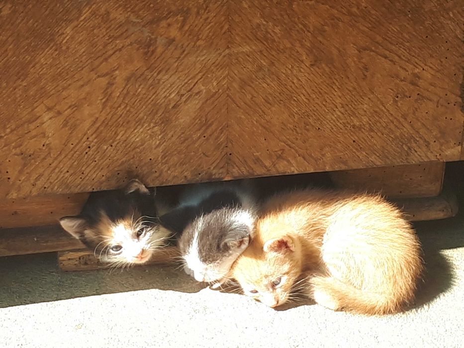 Pui de pisică, drăgălași, mama foarte bună la prinderea șoarecilor