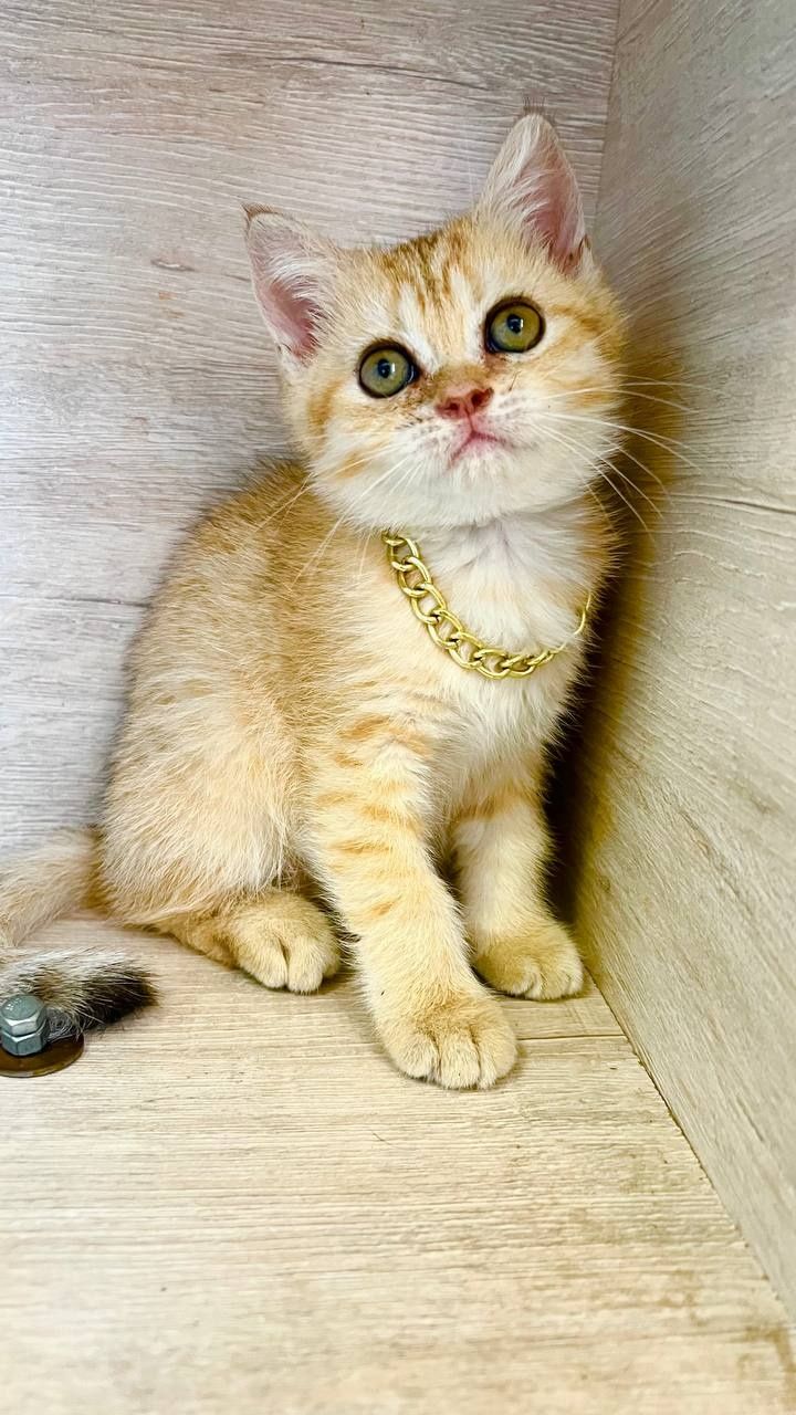 Zalatistiy shinshila tabby sotiladi