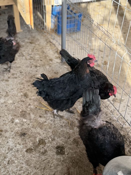 Vând ouă de incubat din difireti rase