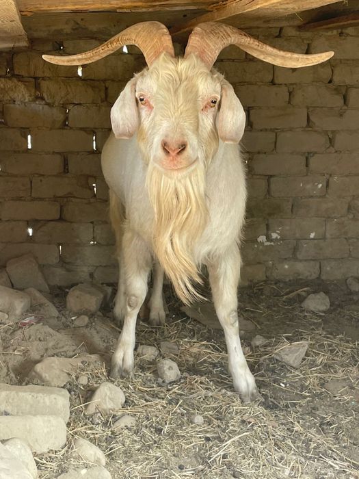 Орыс Теке сатылады