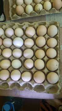 Яйца куриные продам