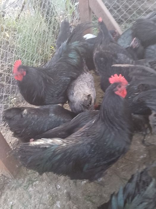 Cocoș australorp!