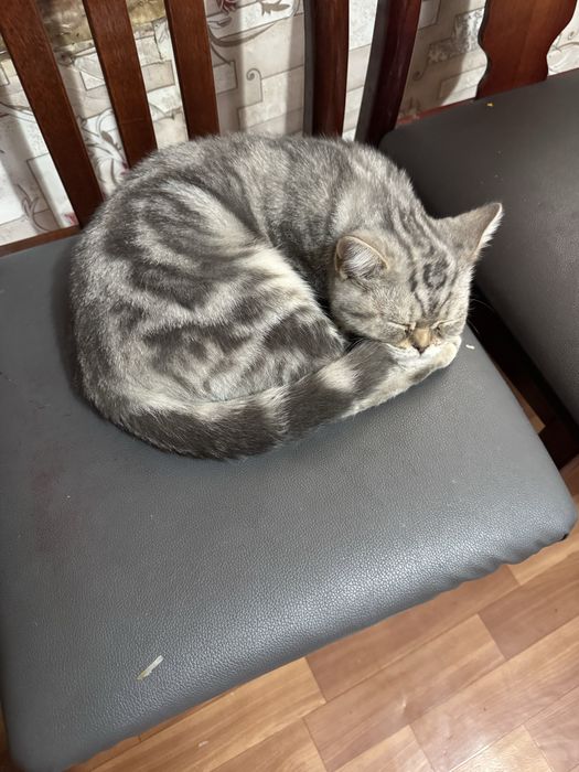 Котенок шотланский скоттиш страйт