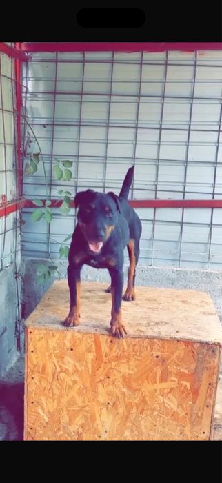 Puppy Jagdterrier / vanatoare