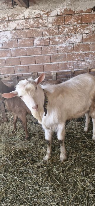 Младо прачле за дамазлък