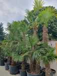 Plante ornamentale-tuia, artar, spirale, pompon