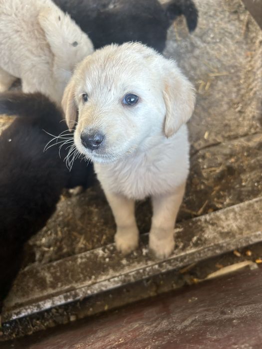 Vand ciobanesc de bucovina
