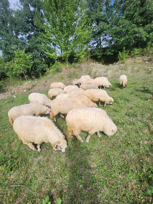 Oi și iede de prasila