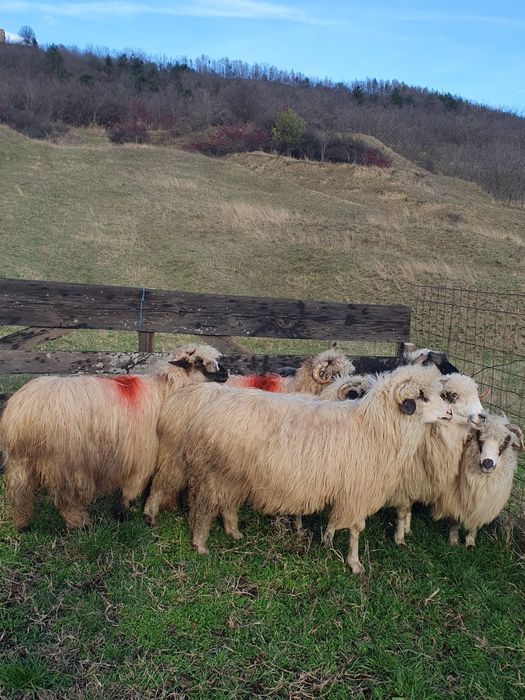 Vând oi îngrijite sibiu