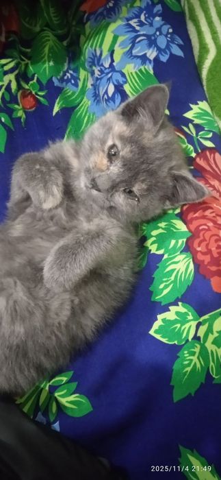 Мушук боласи текинга берилади.Котёнок бесплатно