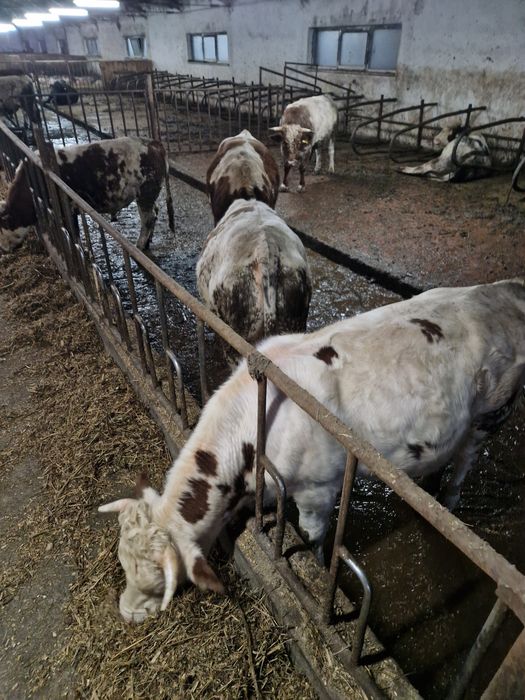 Vind viței pentru abator