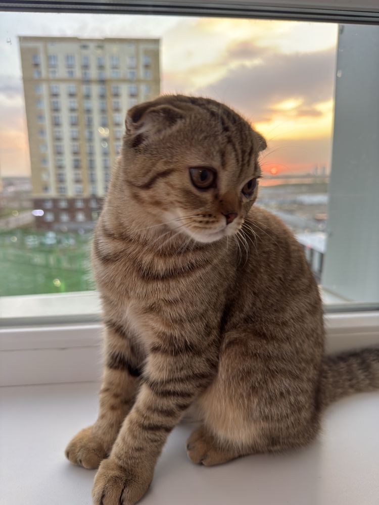 Котенок , вислоухий шотландец
