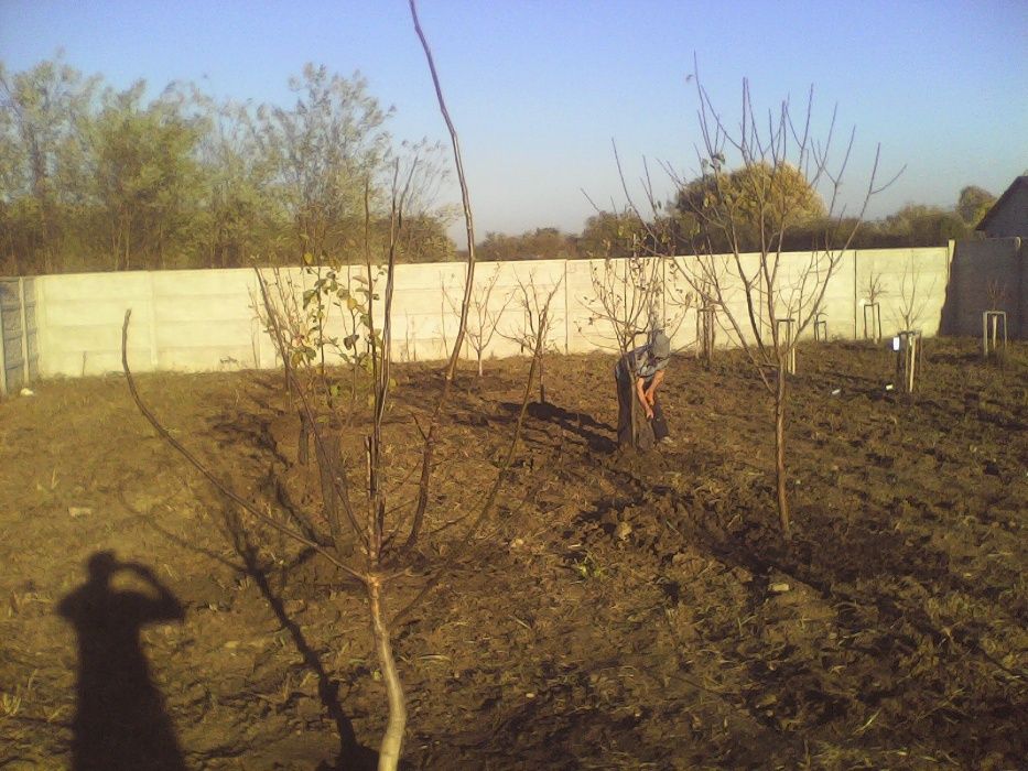 Taieri pomi fructiferi,arbusti,mur,coacaz,zmeur,trandafir,vita de vie