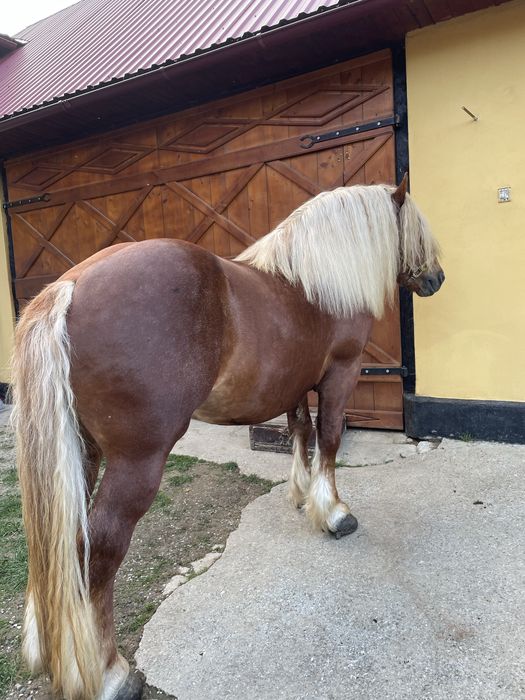 Armasar de vazare